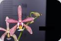 Phal. Bronze Maiden (mannii x schilleriana)